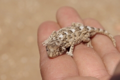 Parapente Lot Maroc Lézard