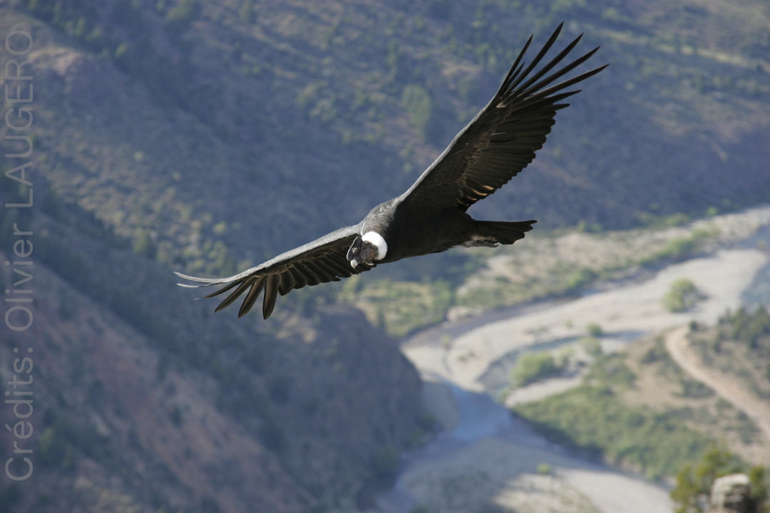Parapente Lot Condor Patagonie